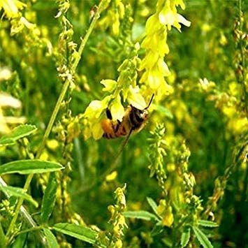 Germinazione I Semi: 200 - Semi: Giallo Dolce Fiore di Trifoglio - La Maggior Parte Delle Piante pregiate per Honey Production. Grande!!!