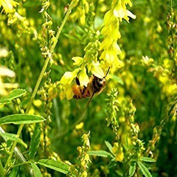 Germinazione I Semi: 200 - Semi: Giallo Dolce Fiore di Trifoglio - La Maggior Parte Delle Piante pregiate per Honey Production. Grande!!!