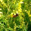 Germinazione I Semi: 200 - Semi: Giallo Dolce Fiore di Trifoglio - La Maggior Parte Delle Piante pregiate per Honey Production. Grande!!! view 1