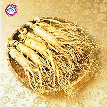 20: Rare 50pcs Genuine semi Ficus Ginseng Ginseng Erbe semi dell'albero Banyan Semina il trasporto Libero