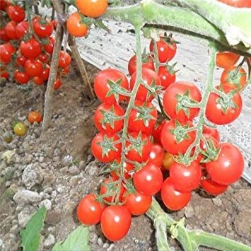 9: Grappoli di Banane Hot Tomato 200 sementi di ortaggi biologici 9