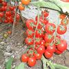 9: Grappoli di Banane Hot Tomato 200 sementi di ortaggi biologici 9 view 1