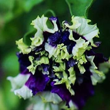 20 impressionanti eucalipto gunnii sidro Gum Eucalyptus semi di erbe, Colore splendido