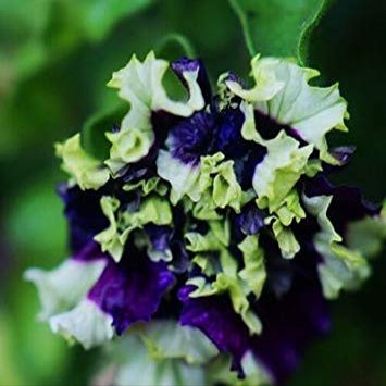 20 impressionanti eucalipto gunnii sidro Gum Eucalyptus semi di erbe, Colore splendido