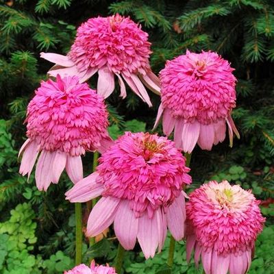5 semi di Fiori di Echinacea"Secret Passion"