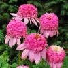 5 semi di Fiori di Echinacea"Secret Passion" view 1