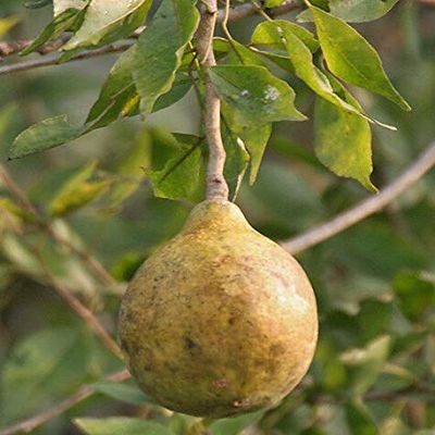 25 semi Aegle marmelos, Bael, del Bengala Quince, Golden Apple, giapponese Arancio Amaro
