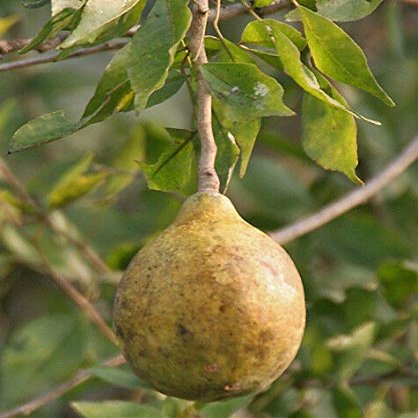25 semi Aegle marmelos, Bael, del Bengala Quince, Golden Apple, giapponese Arancio Amaro