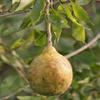 25 semi Aegle marmelos, Bael, del Bengala Quince, Golden Apple, giapponese Arancio Amaro view 1