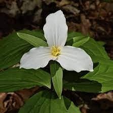 50 pezzi di semi di Fiori rampicanti Mandevilla Sanderi