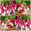 Semi di GERMINAZIONE: 1 Unze: Franzsisches Frhstck Rettichsamen - Crisp & Tender empfindliche Extra Presto 20-30 Tage view 1