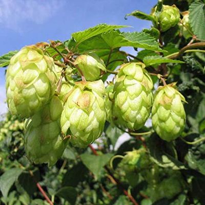 ?100Pc / Spack Luppolo Semi Humulus Lupulus Birra Pianta Da T T Herb Brew German Magnum
