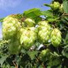 ?100Pc / Spack Luppolo Semi Humulus Lupulus Birra Pianta Da T T Herb Brew German Magnum view 1