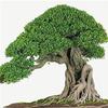 . 50pcs Piante Rare Genuine Semi Ficus Ginseng Ginseng Erbe Semi Banyan Giardino Della casa: 6