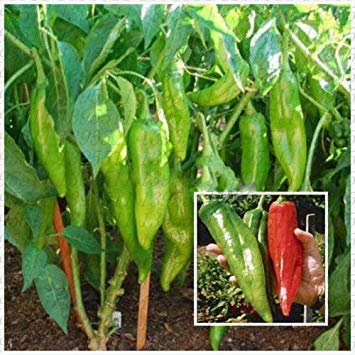200 pc/Sacchetto di Pepe Semi di Peperoncino Rosso di Verdure fresche Rare Carolina Reaper Pepper Semi di ortaggi e Frutta Semi per Giardino di casa 15