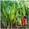 200 pc/Sacchetto di Pepe Semi di Peperoncino Rosso di Verdure fresche Rare Carolina Reaper Pepper Semi di ortaggi e Frutta Semi per Giardino di casa 15 view 1
