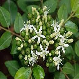 100 pezzi di semi di Ginseng ameano stratificato