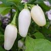 Peperoncino - Habanero - Bianco - Caldo! 15 Semi view 1