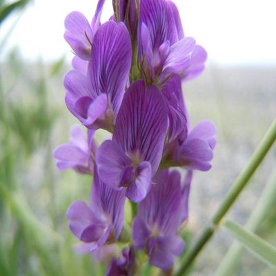 Semi 150G NT Erba Medica/Alfalfa Grown/Medicago Sativa/Alfa Alfa