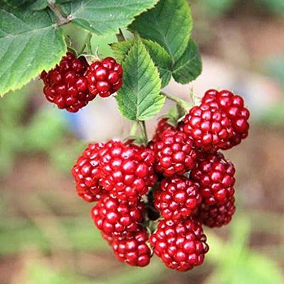 Semi di frutta Lampone Rosso 30 pezzi