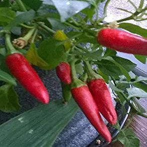 Peperoncino - Hot Thai Uccelli Occhio - 15 Semi