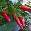 Peperoncino - Hot Thai Uccelli Occhio - 15 Semi view 1