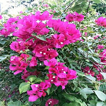 40 pezzi di semi di Fiori Houstonia