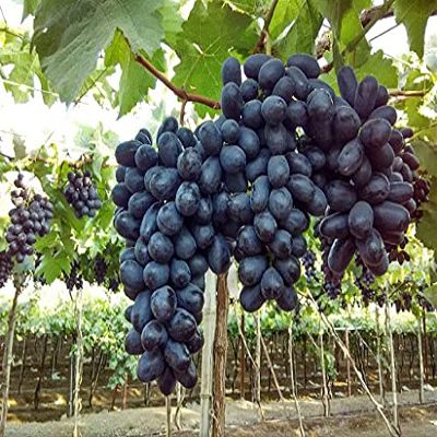 100 pezzi di semi di melanzane vegetali