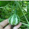 5 pezzi di semi di Fiori di peonia Albero blu Scuro view 1
