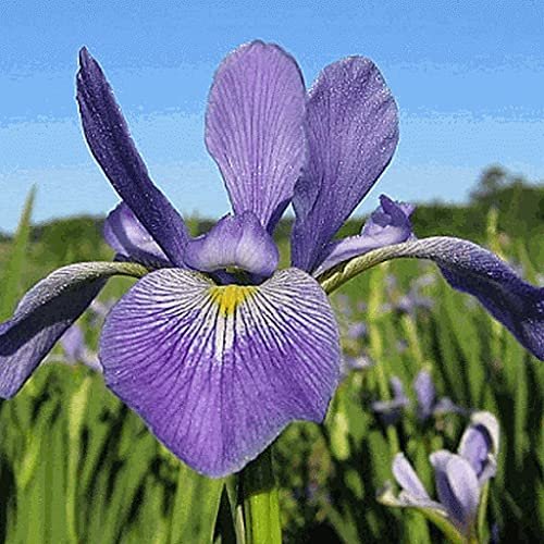 100 pezzi di semi di Fiori gialli Oena Biennis
