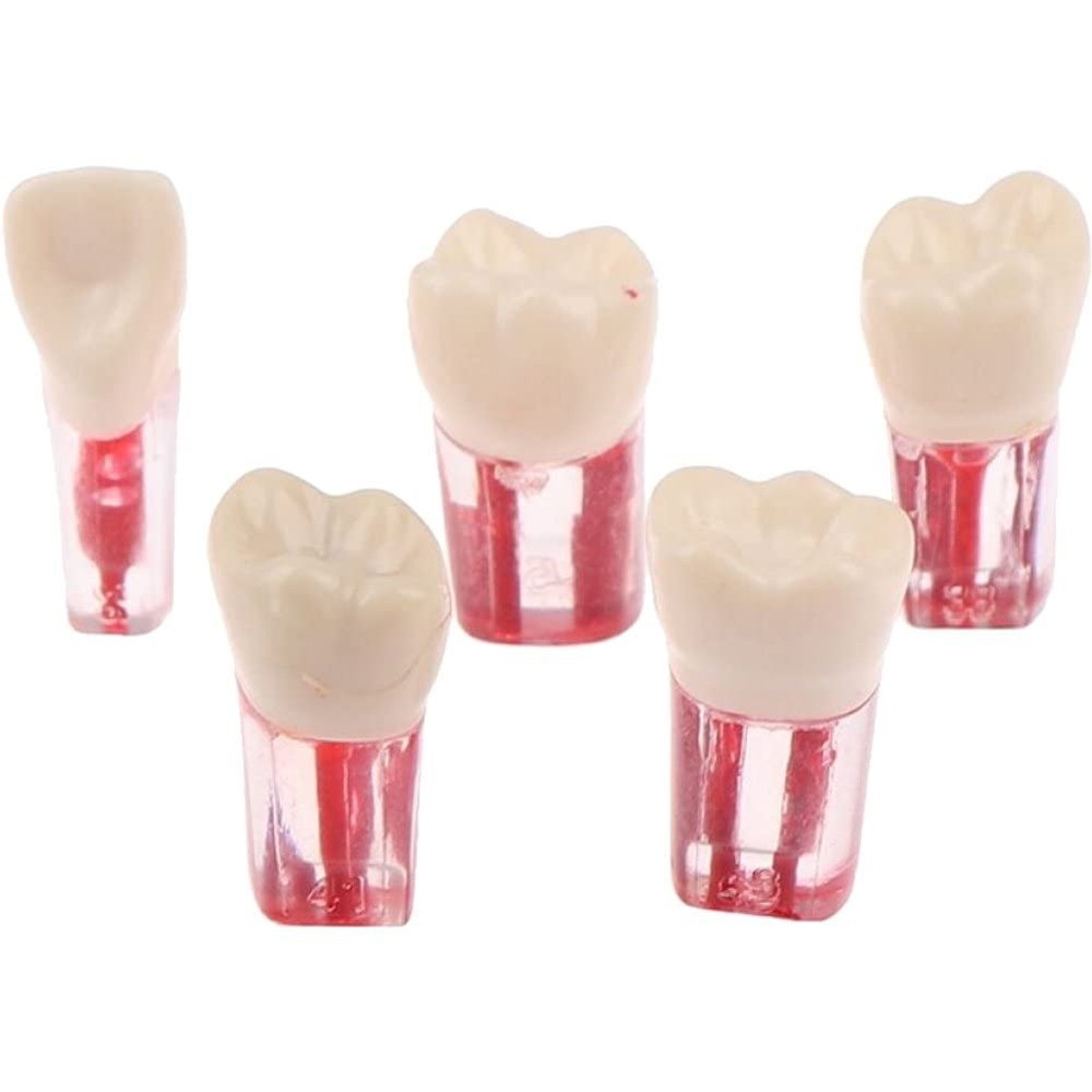 Baokuan 5pcs Resin Dental Endodontic Tooth Model Endo Root Canal Files Pulp Practice Study Endo Training Tooth Rct Demo Student Teaching
