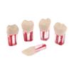 Baokuan 5pcs Resin Dental Endodontic Tooth Model Endo Root Canal Files Pulp Practice Study Endo Training Tooth Rct Demo Student Teaching view 4