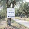 Logothetis Extra Virgin Olive Oil view 3