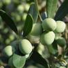 Premium Quality Nocellara Olives from Sicily, Large Italian Green Olives with Stone, Sweet Buttery Flavour, in Brine, Tub of 5kg, Drained Weight of 3.5kg view 2