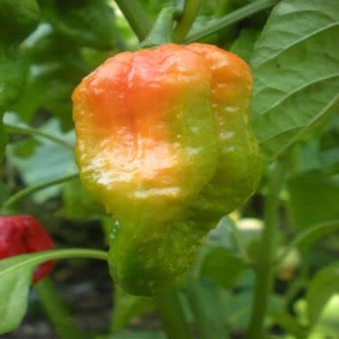 20 SEMI DI PEPERONCINO LEUTSCHAUER Paprika