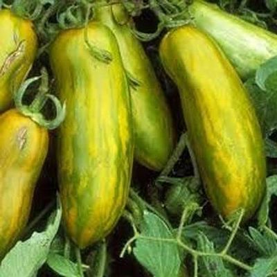 50 SEMI DI POMODORO Verde ZEBRATO Lungo