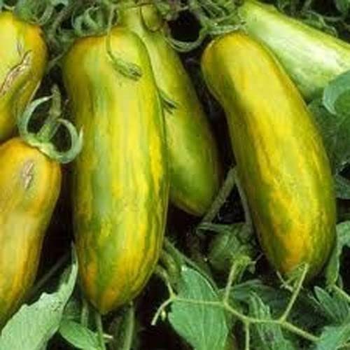 50 SEMI DI POMODORO Verde ZEBRATO Lungo