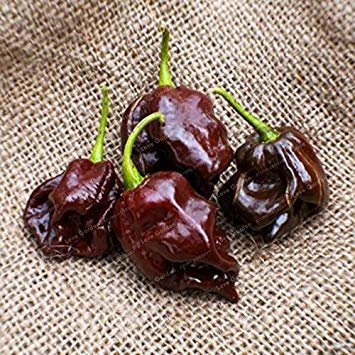 Potseed Le Piante di Verdure Chilli FAI da Te in Vaso dell'interno Paprika Esterno per Il Giardino Della casa germinazione Tasso del 95% a 100 Pz: 21