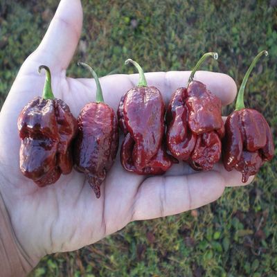 semi (10) Cioccolato Trinidad Scorpion Moruga Hot Pepper