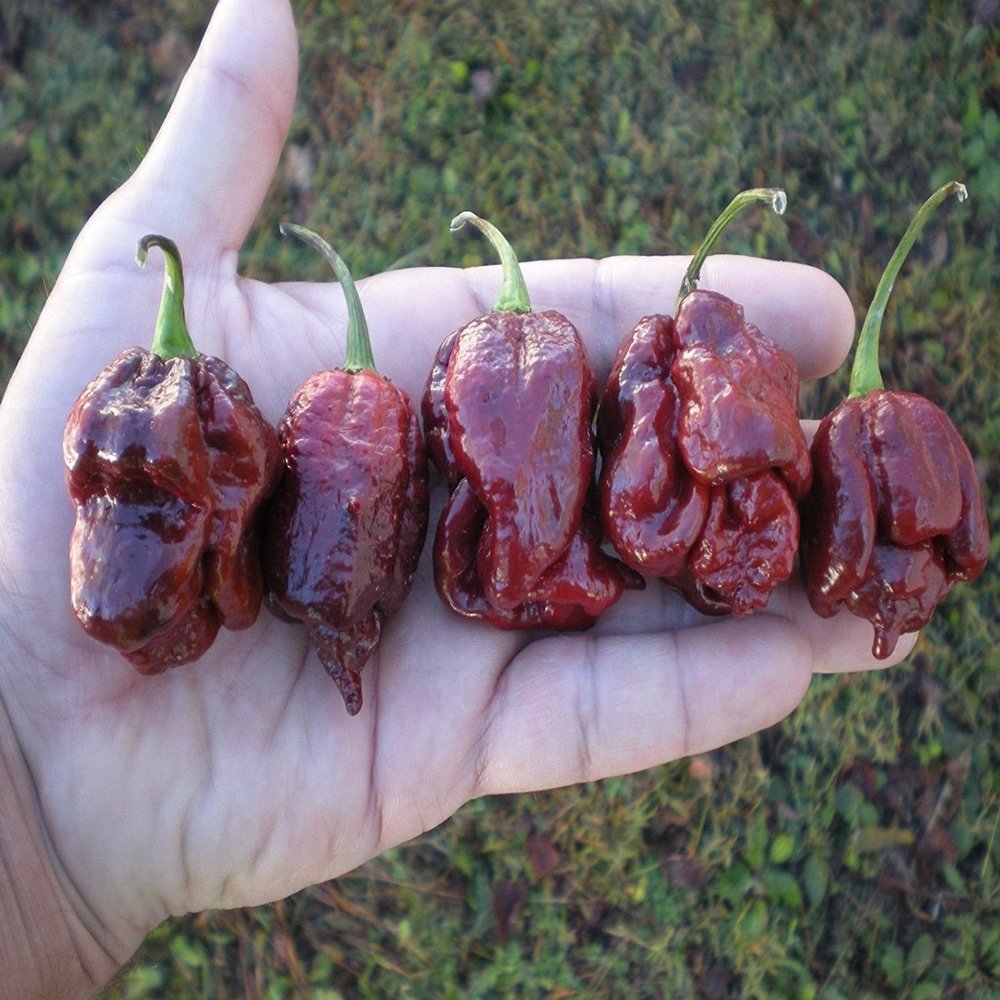 semi (10) Cioccolato Trinidad Scorpion Moruga Hot Pepper