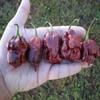 semi (10) Cioccolato Trinidad Scorpion Moruga Hot Pepper view 1