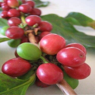 10-SEMI DI Caffe Arabica"Vietnam Coffee Bean Arabica"