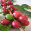 10-SEMI DI Caffe Arabica"Vietnam Coffee Bean Arabica" view 1