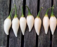 25 semi di Pepe, Coyote Zan Bianco (Capsicum chinense) - dal Brasile
