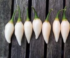25 semi di Pepe, Coyote Zan Bianco (Capsicum chinense) - dal Brasile