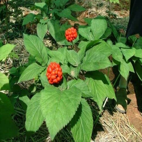 10 SEMI DI PANAX GINSENG