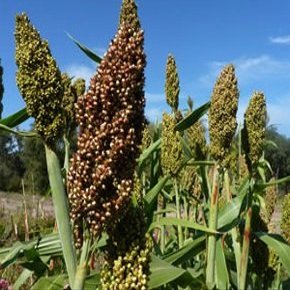 200 Semi di TPF208 Zucchero di (Sorghum Variet, Rox Orange)