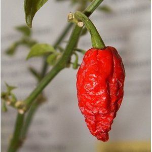 10 Plus Bhut Jolokia Semi Hot Hot Hot