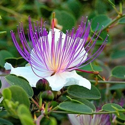 15 Semi - Caper Spice Semi/perenne 9+