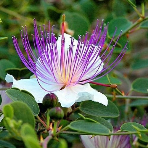 15 Semi - Caper Spice Semi/perenne 9+